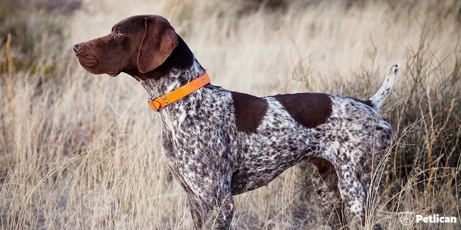 Alman Kısa Tüylü Pointer