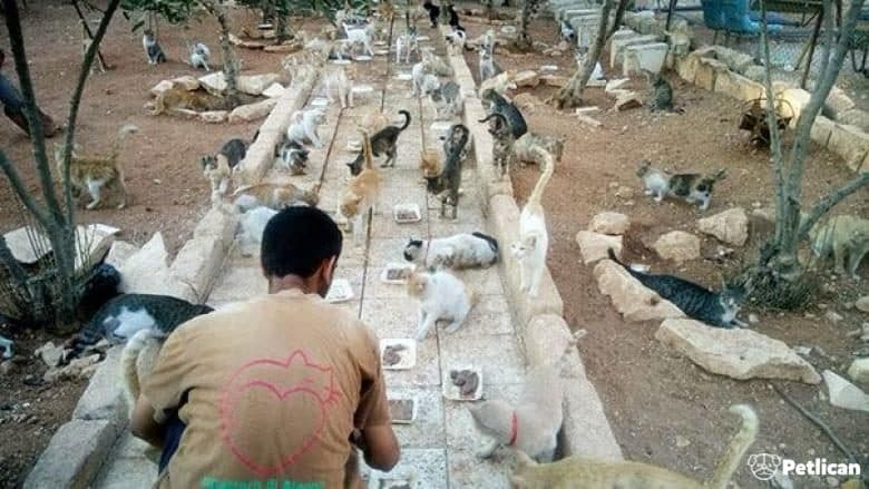 Suriye'de Savaşa Rağmen Kedilere Sahip Çıkan Adam