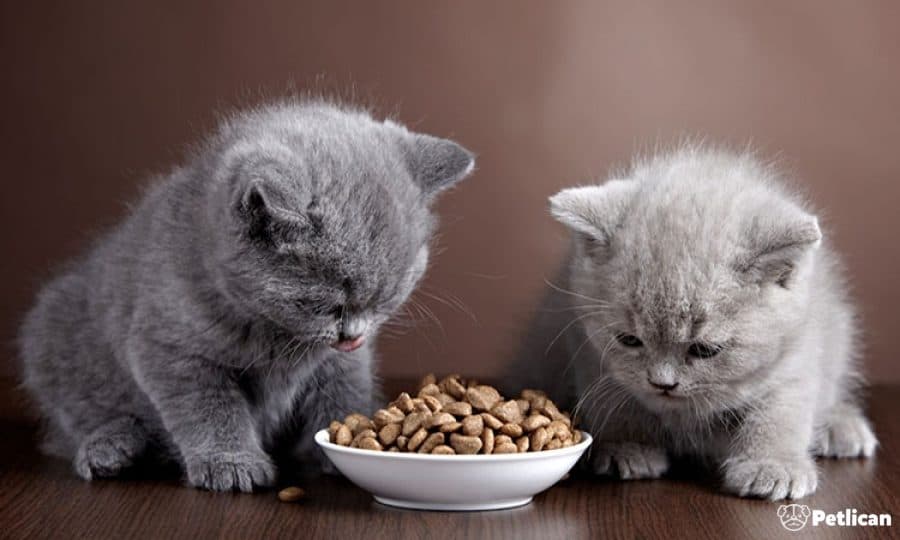 Kedi ve Köpeklerde Mama Geçişi