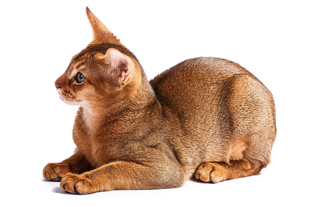 Abyssinian (Habes)
