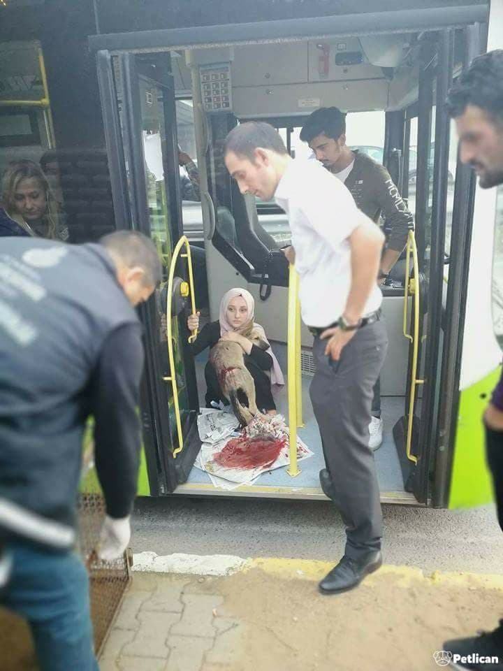 Çarptığı Köpeği Otobüsüne Alıp Veterinere Yetiştirdi