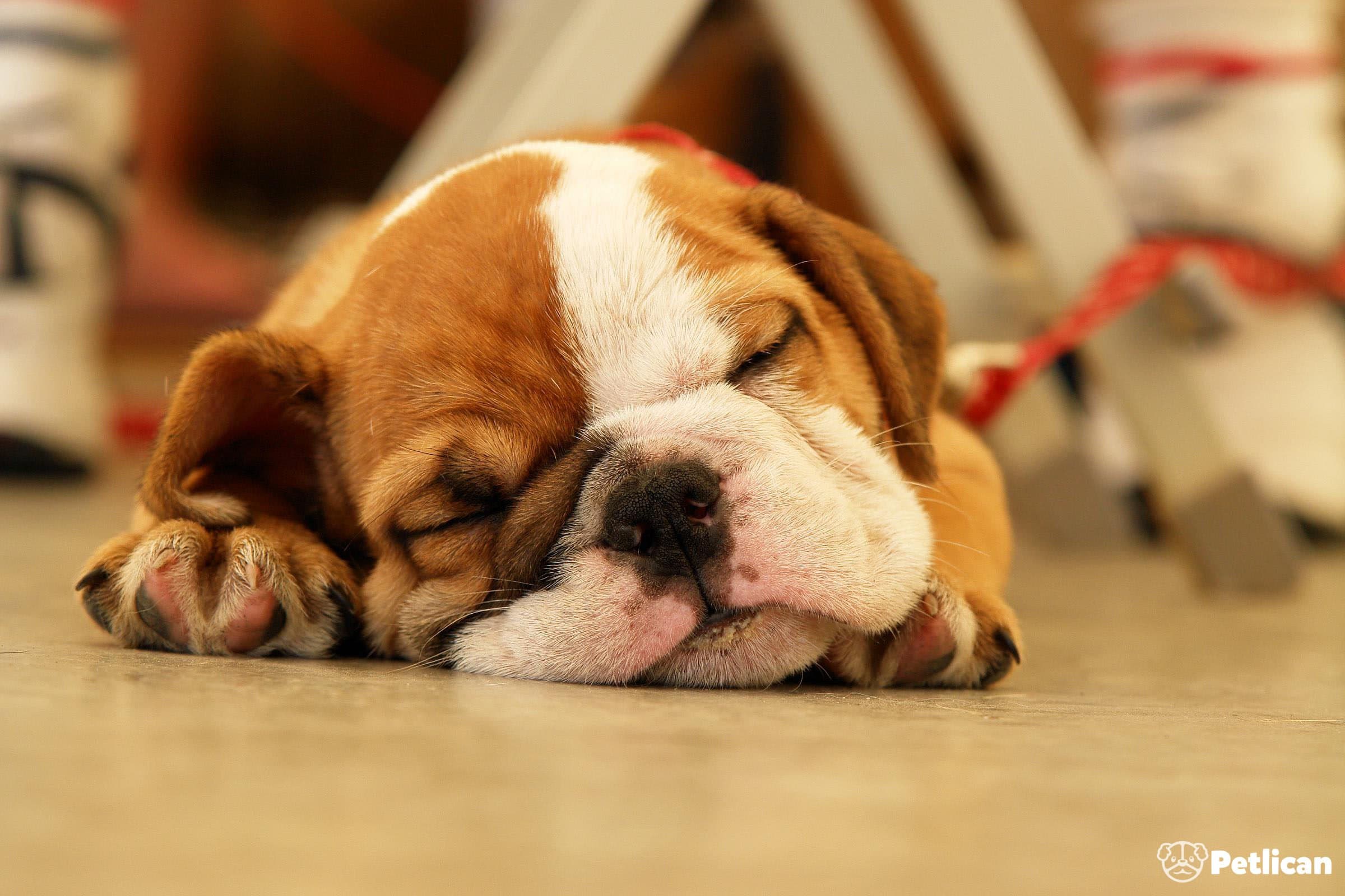 İngiliz Bulldog