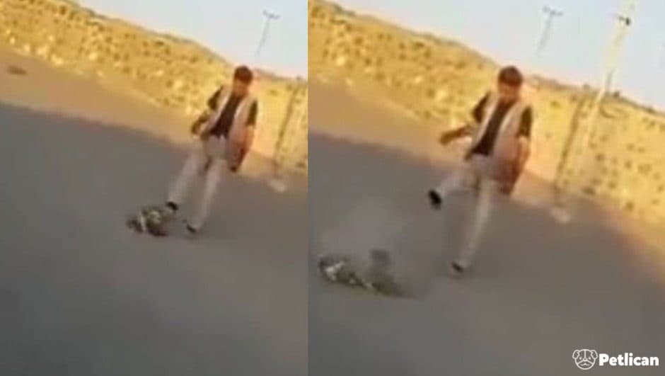 Yavru Köpeği Tekmeyle Öldürene 546TL Ceza Verildi!