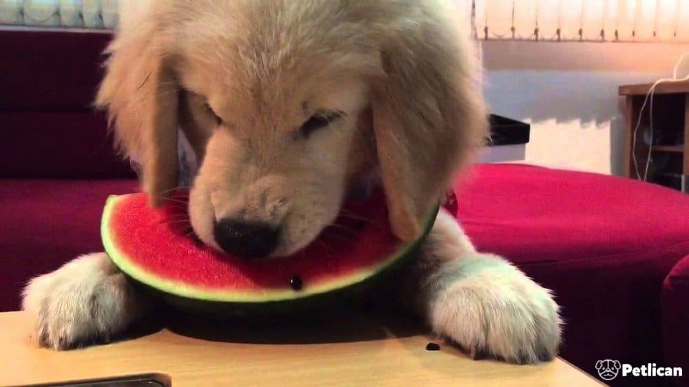 Karpuz, Köpeğimiz İçin Güvenilir mi?