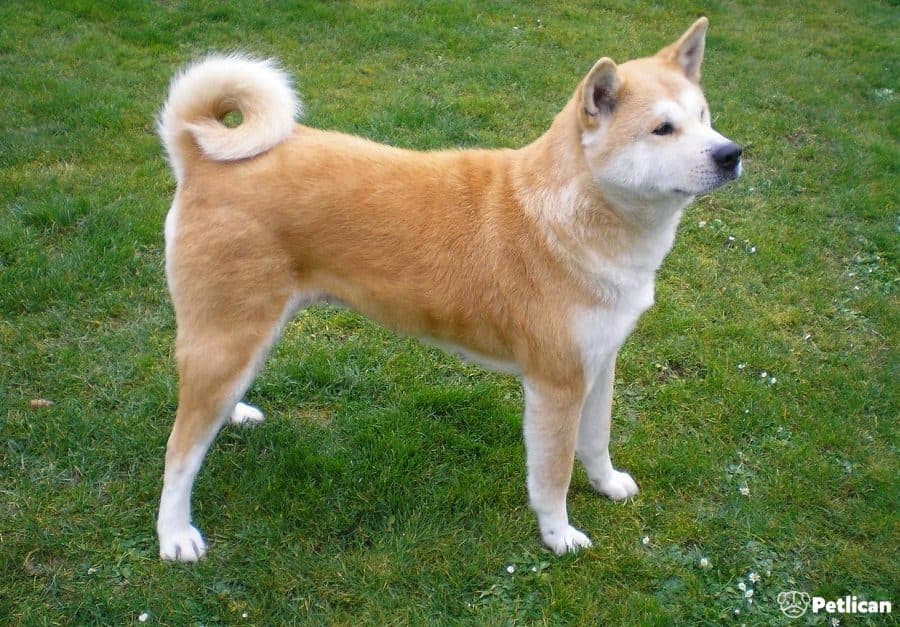 Akita İnu