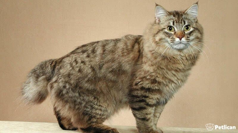American Bobtail