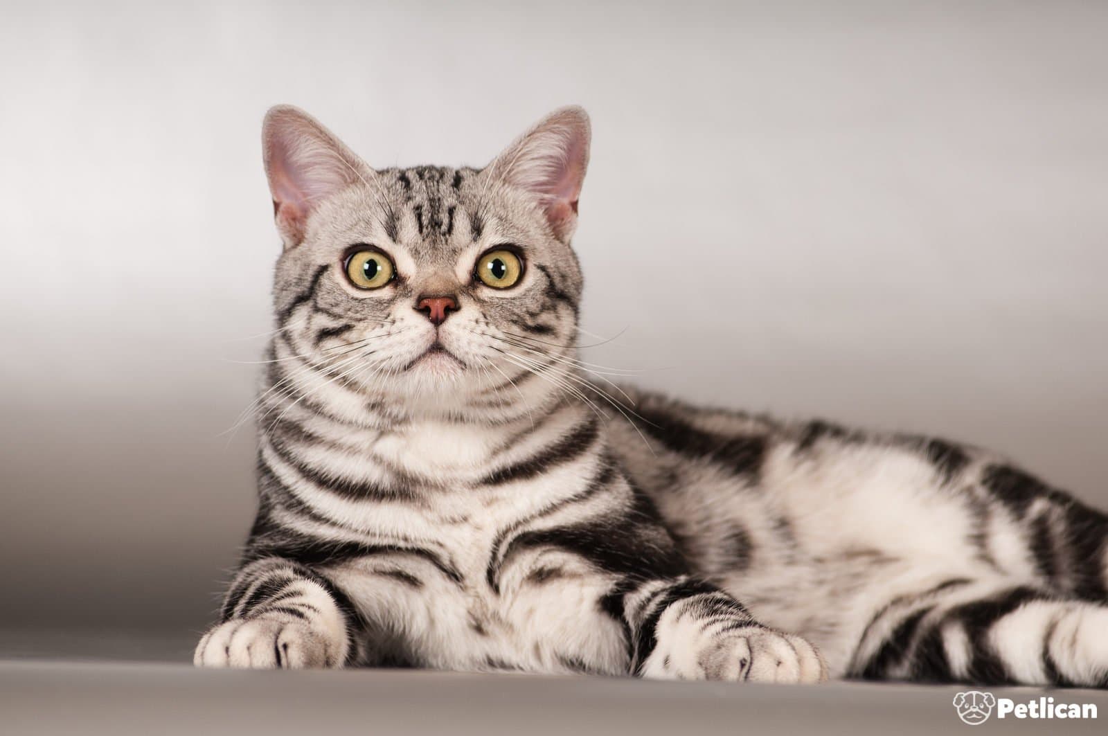 American Shorthair