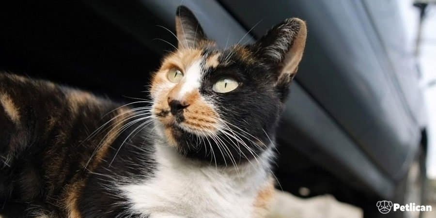 American Wirehair