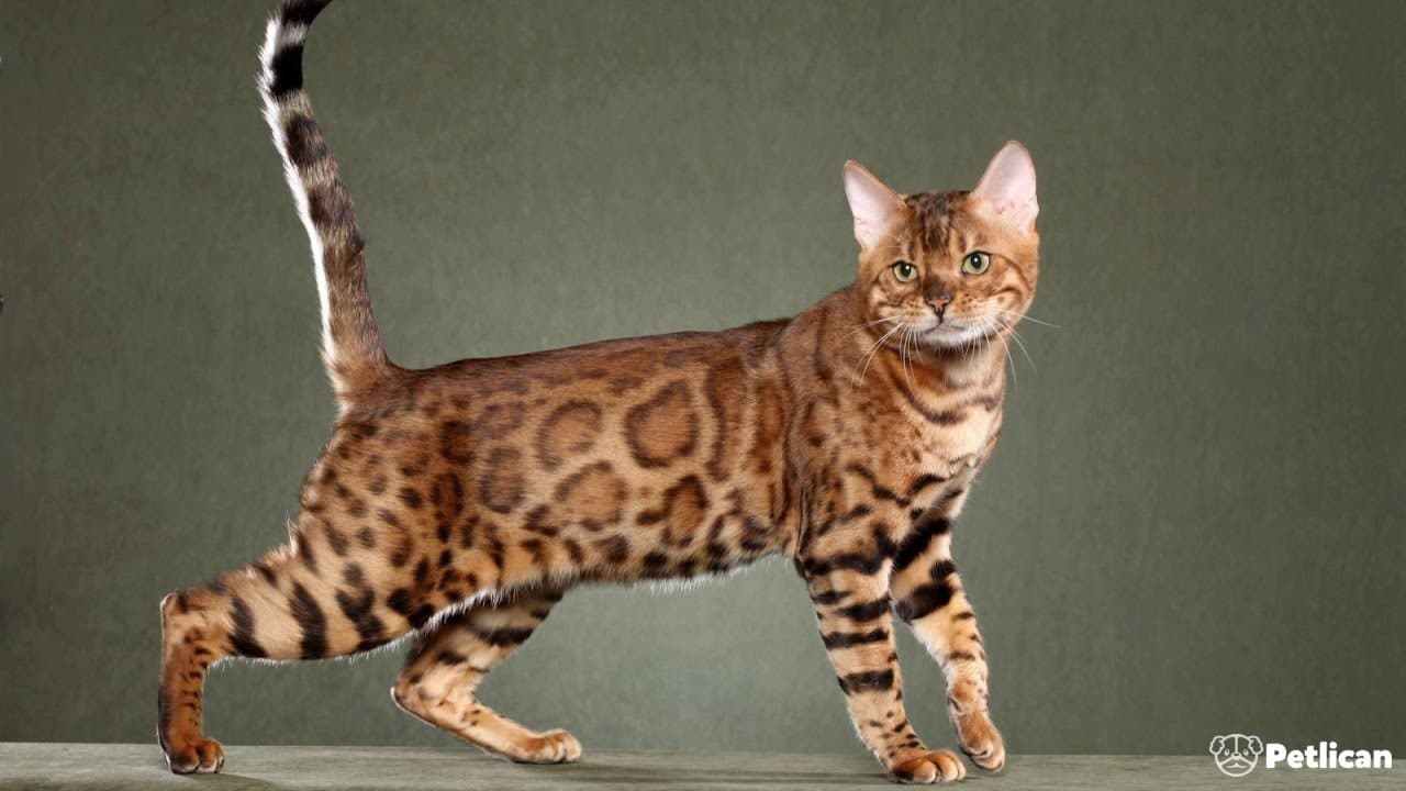 Bengal