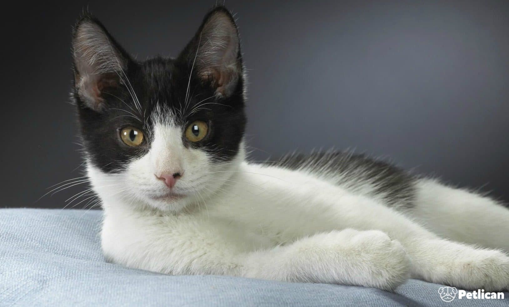 Brazilian Shorthair