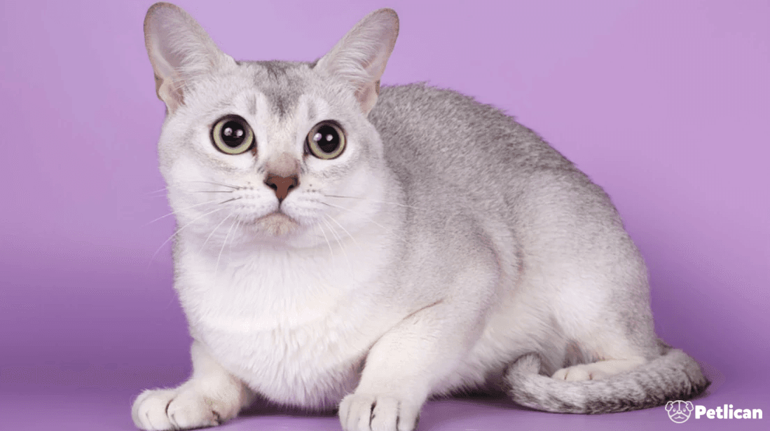 Burmilla