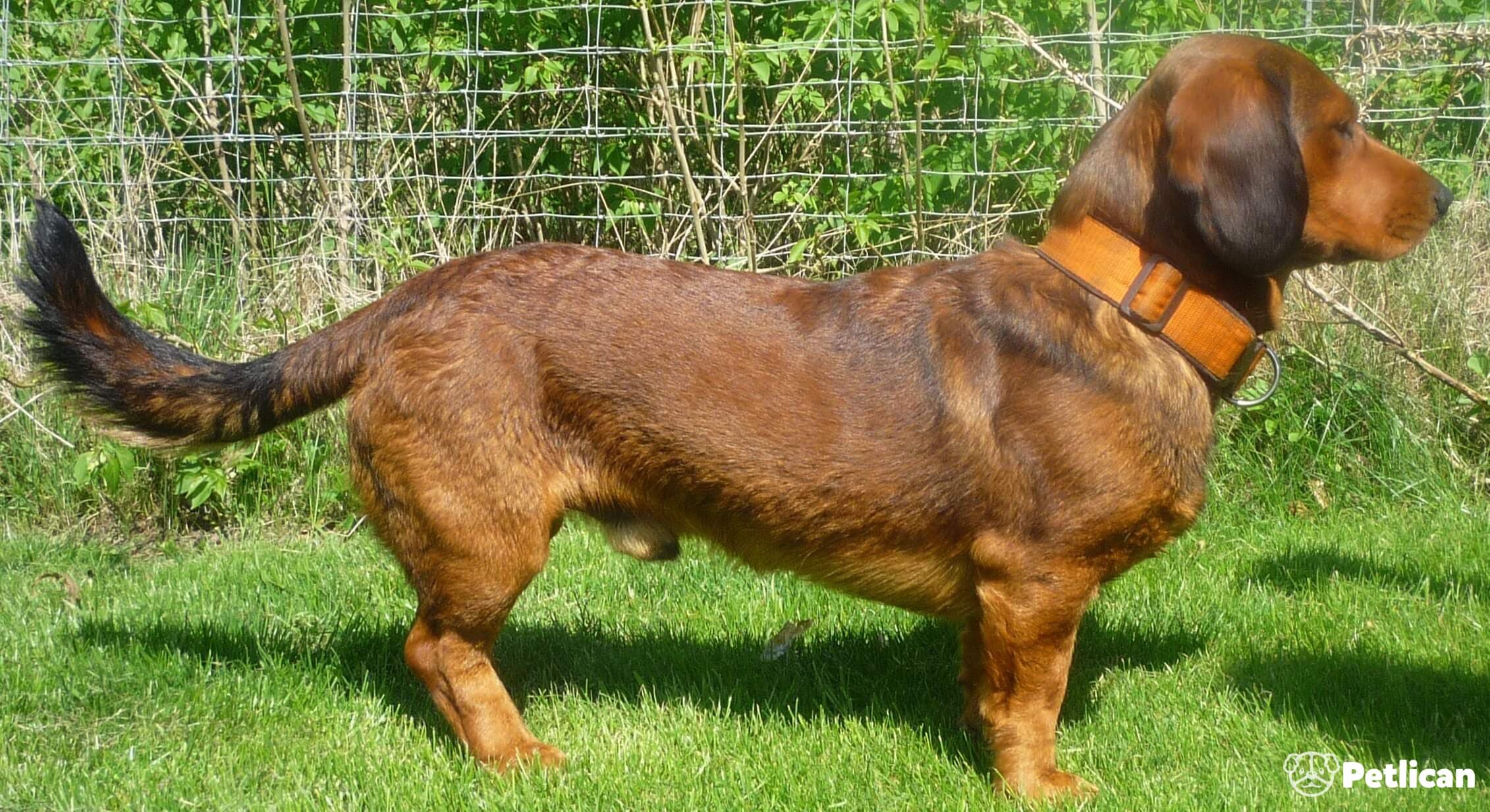 Alpine Dachsbracke