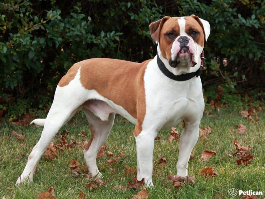 Amerikan Bulldog