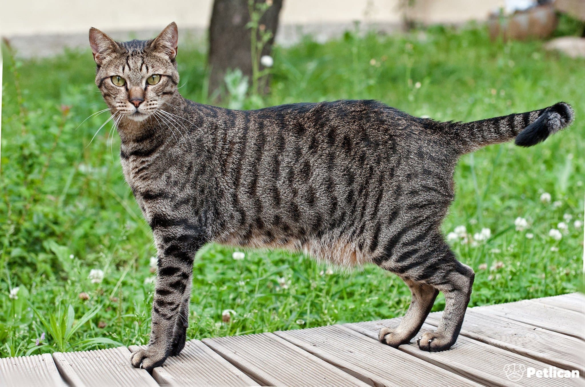 Egyptian Mau