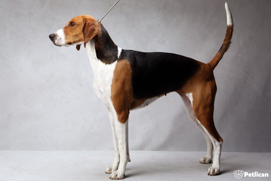 Amerikan Tilki Tazisi (Foxhound)