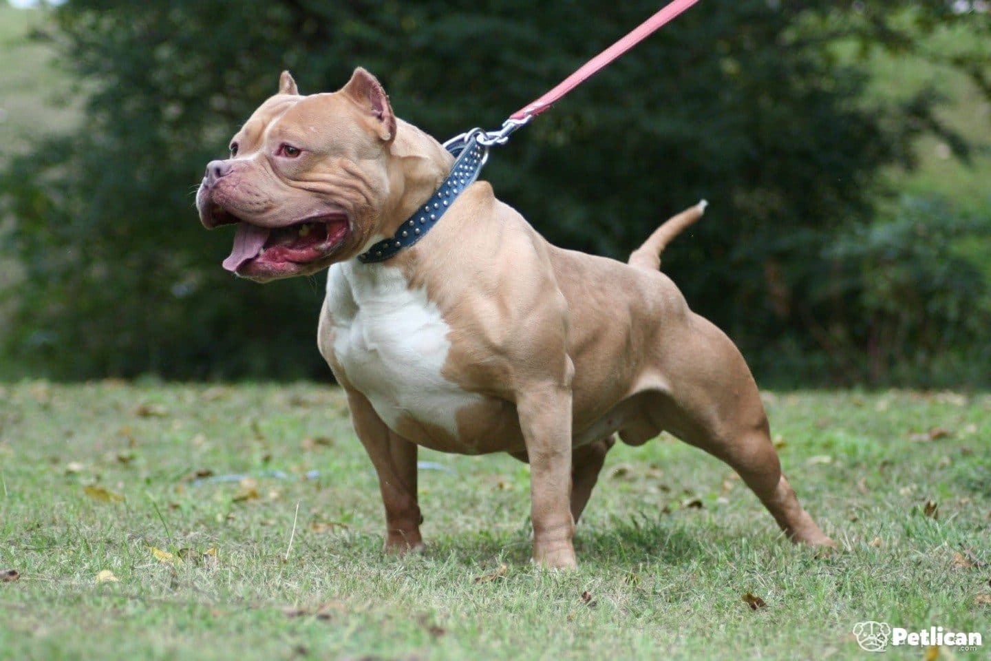 Amerikan Pitbull Terrier