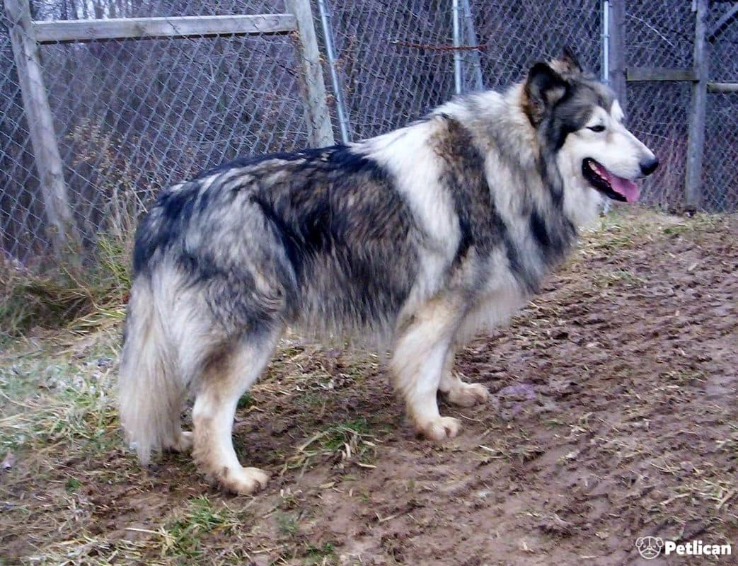 Amerikan Yerli Köpeği
