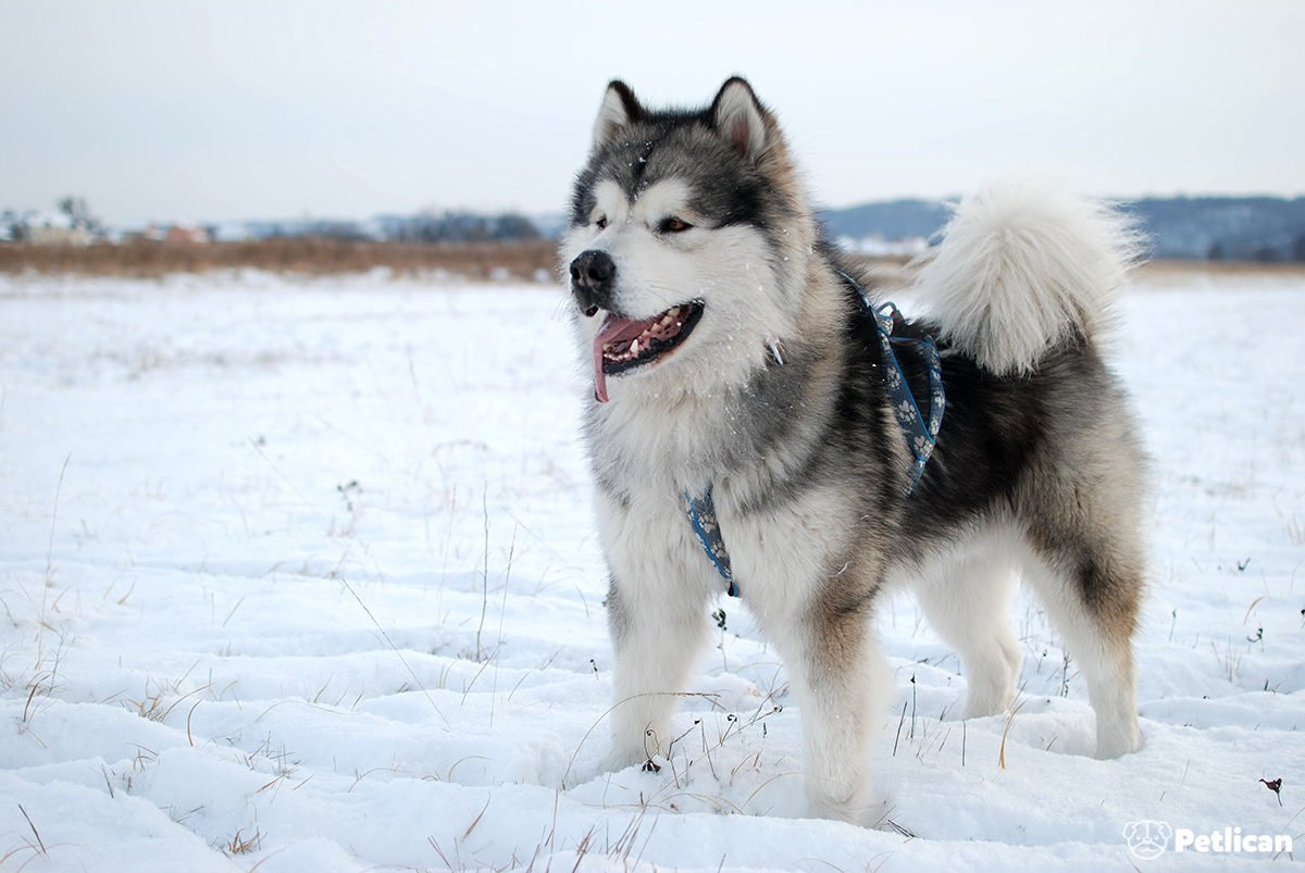 Alaskan Malamute Cinsi Köpek Bakımı ve Özellikleri ...