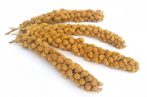 Doğal Sarı Dal Darı 100 Gr