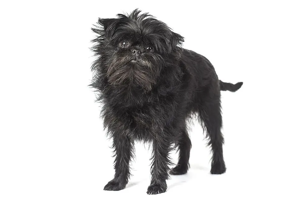 Affenpinscher