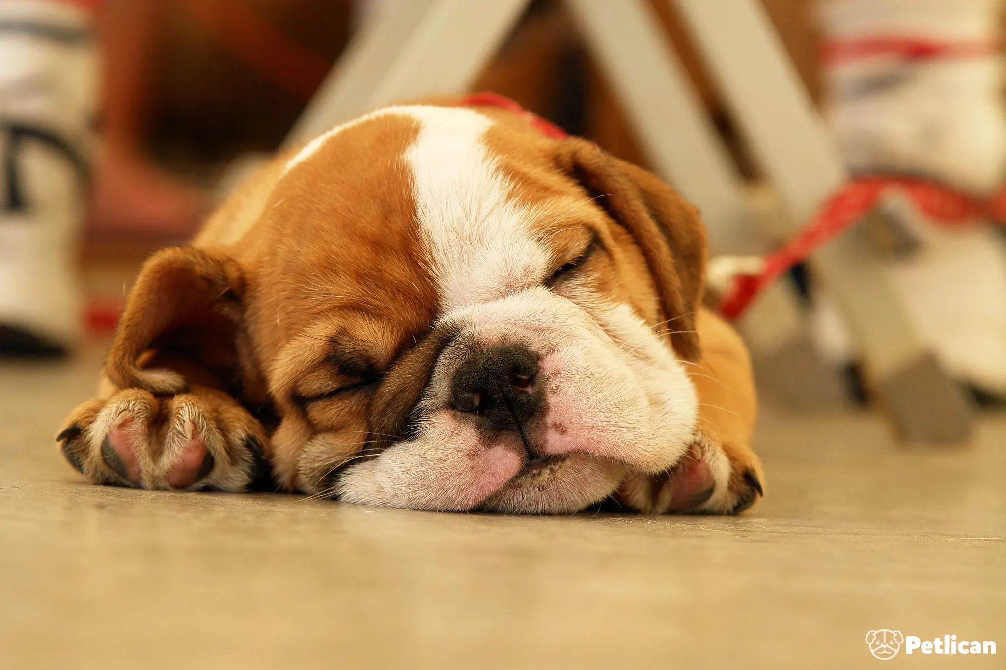 İngiliz Bulldog