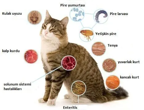 Petlerimizin İçindeki Sessiz Düşman Parazitler!