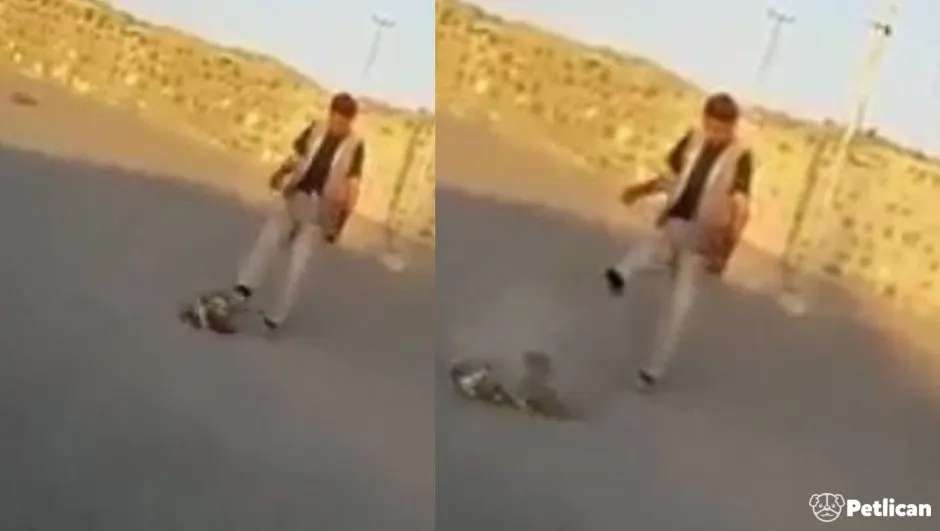 Yavru Köpeği Tekmeyle Öldürene 546TL Ceza Verildi!