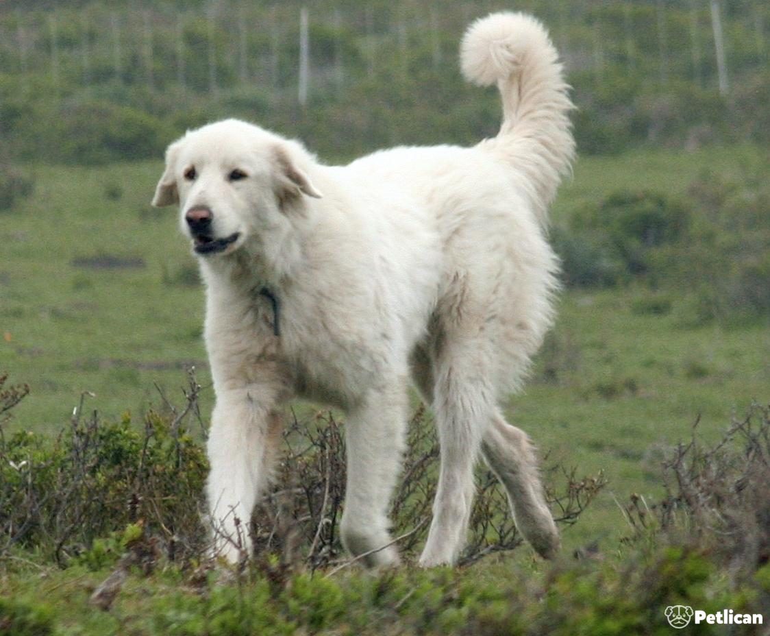 Akbas