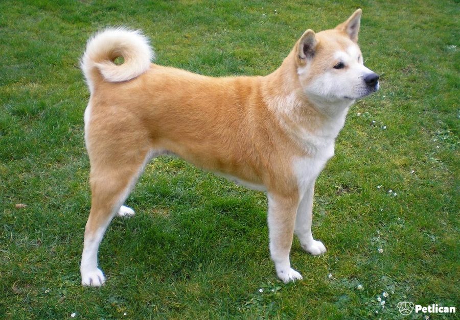 Akita İnu