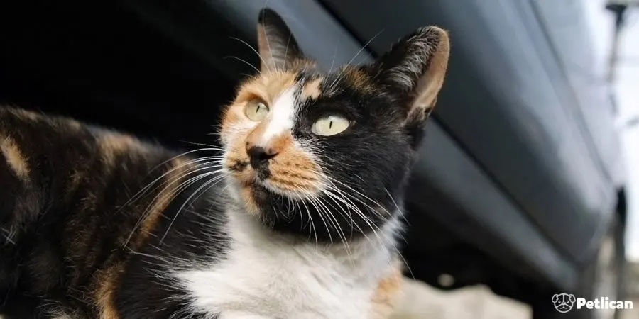 American Wirehair