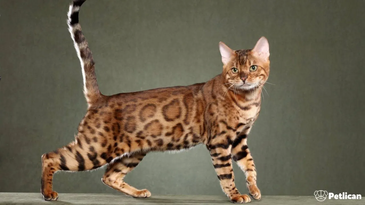 Bengal