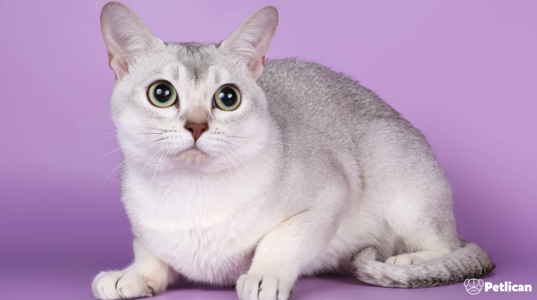Burmilla