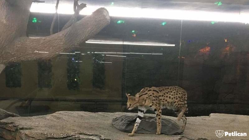 Serval Kedisi AVM'de Sergileniyor!