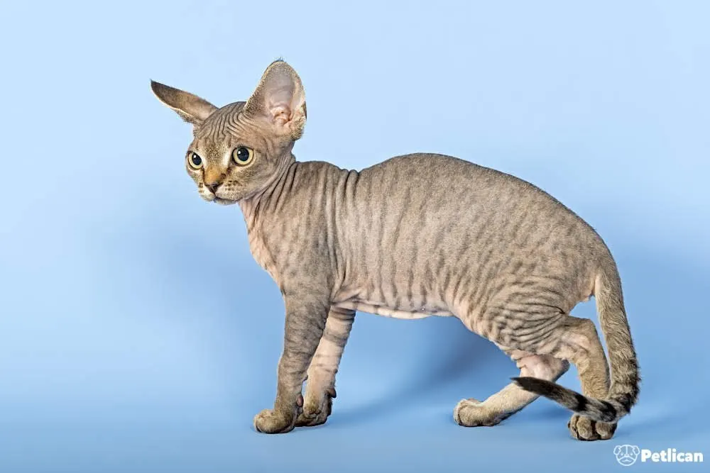 Devon Rex