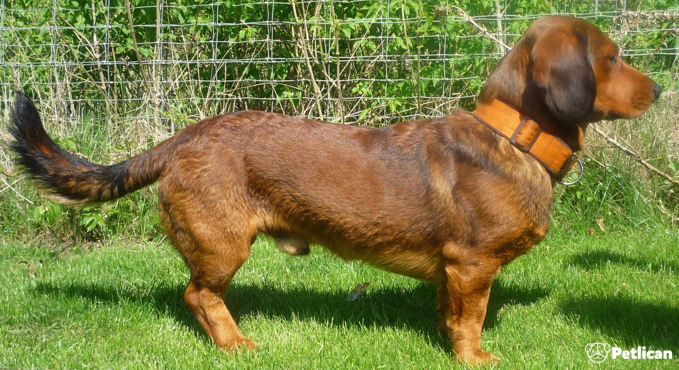 Alpine Dachsbracke
