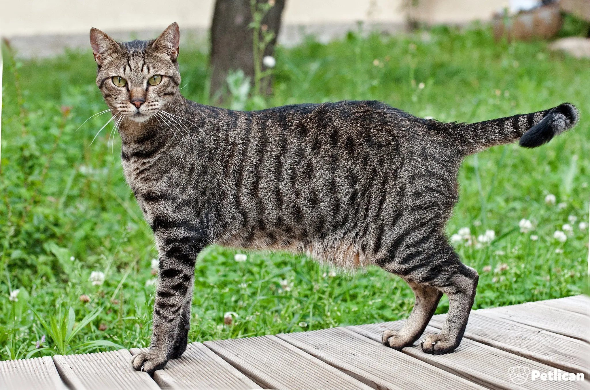 Egyptian Mau