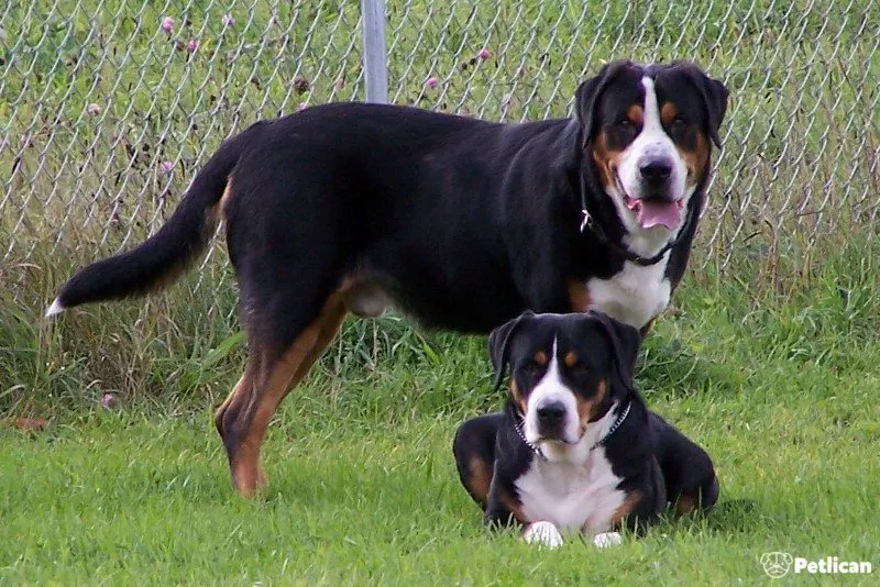 Appenzell Dağ Köpeği